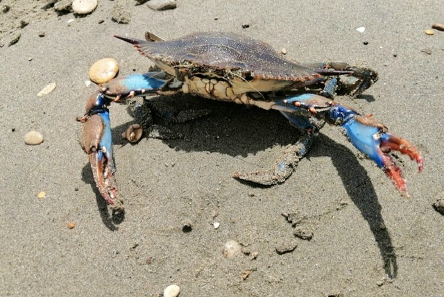 Prima segnalazione a Ostia del granchio blu Atlantico